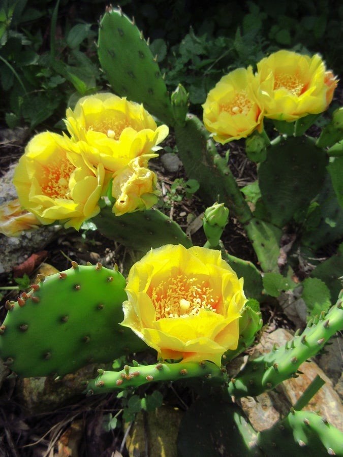 Schijfcactus, Tuin en Terras, Planten | Tuinplanten, Ophalen