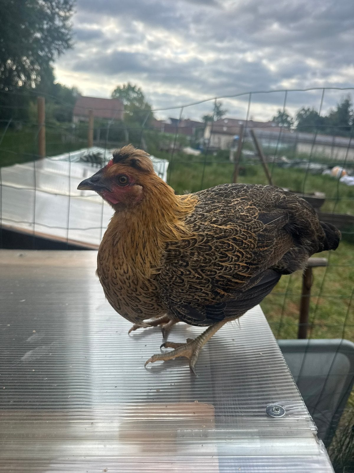 Jonge hen te koop-17/18weken, Poule ou poulet