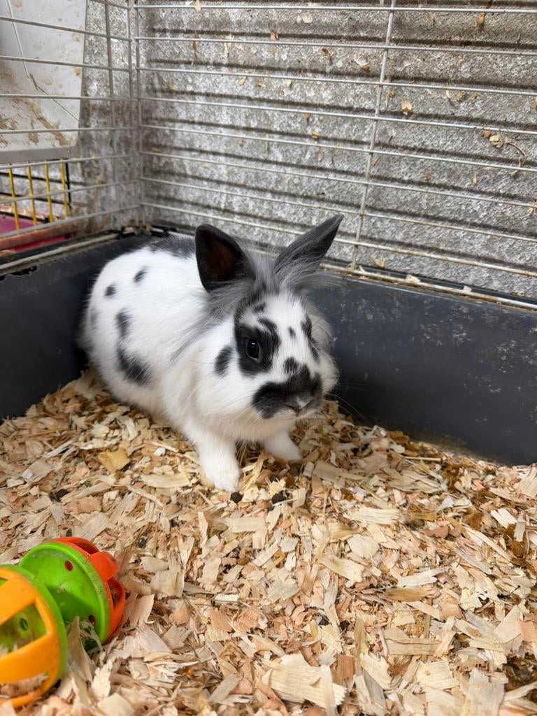 Konijntjes, Dieren en Toebehoren, Konijnen, Klein