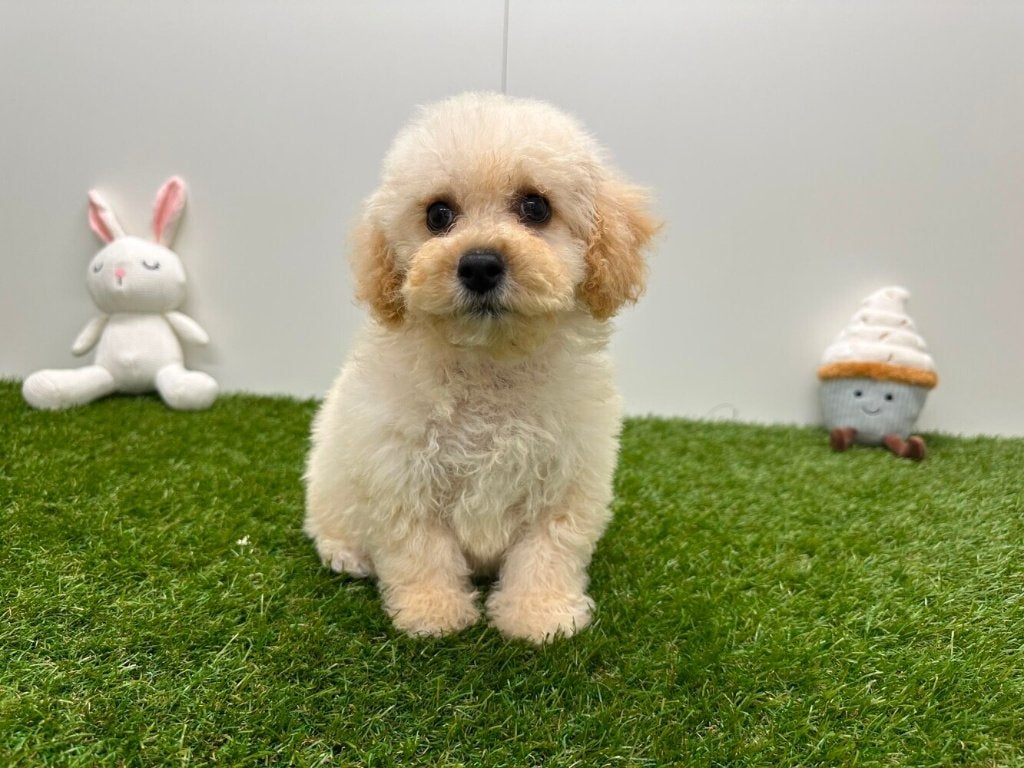Chiots Bichon Frisé, Hépatite contagieuse (maladie de Rubarth), Autres races, Plusieurs, Belgique