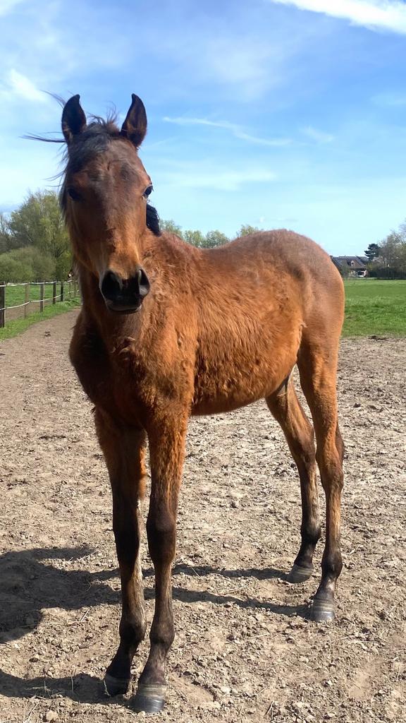 Arabier hengstje, Dieren en Toebehoren, Paarden