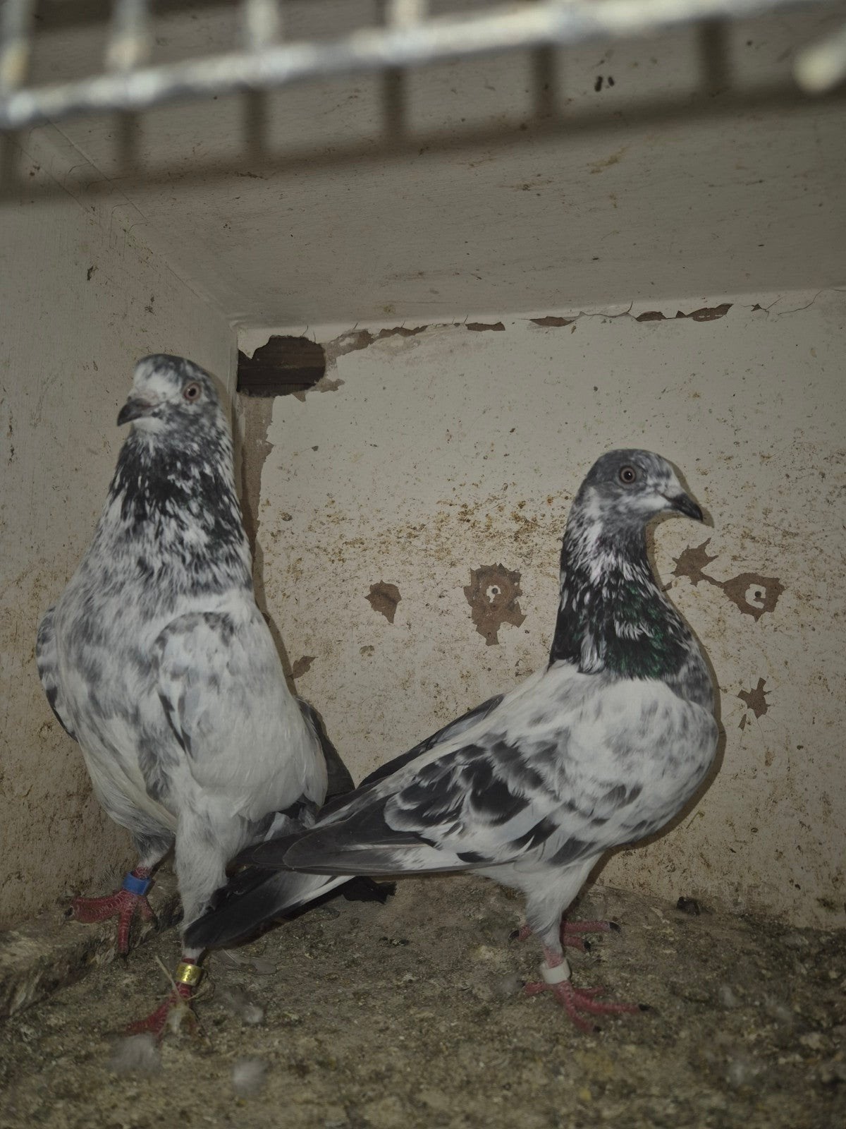 Pakistan hoogvlieger, Dieren en Toebehoren