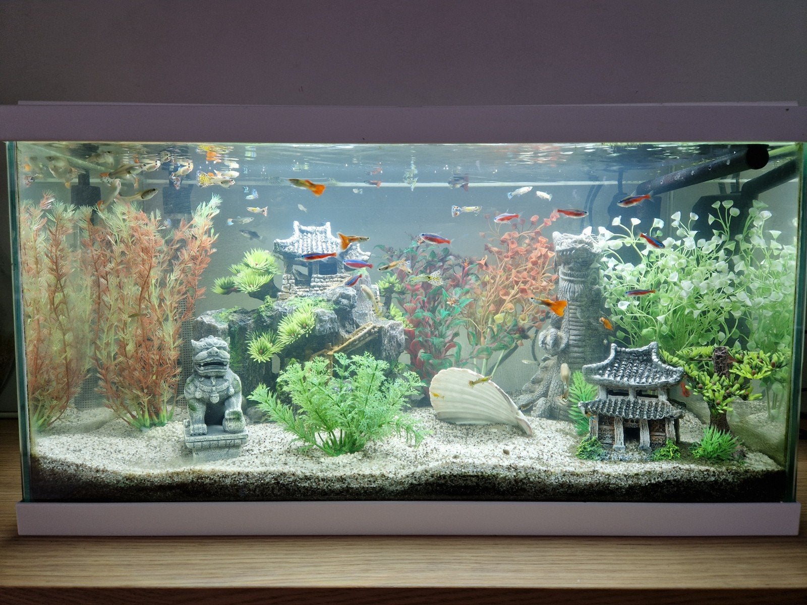 aquarium te koop, Ophalen, Inclusief toebehoren, Gebruikt
