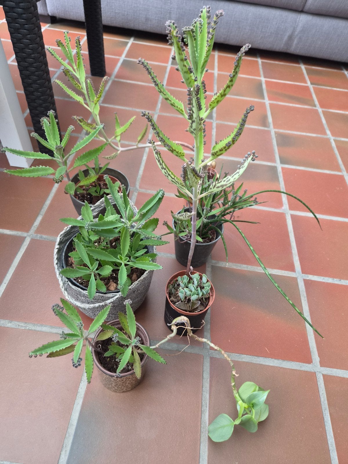 Mother of thousands plantjes
- Mother of thousands + hastatu, Ophalen, Minder dan 100 cm