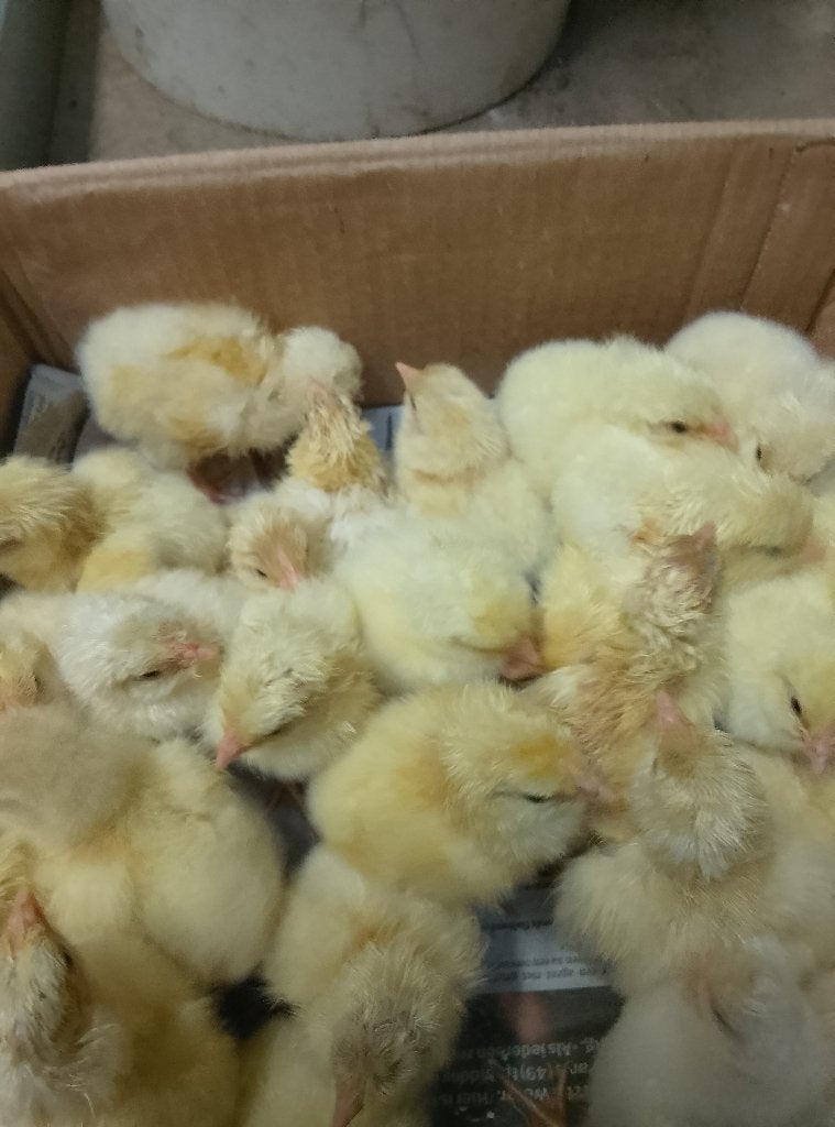 Kuikens Poule de Bresse, Dieren en Toebehoren