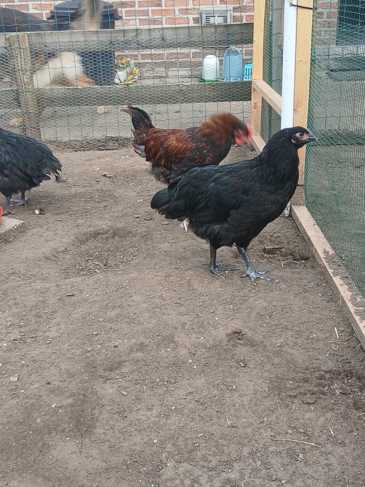 3 australorp hennen en 1 kruising haantje., Plusieurs animaux, Poule ou poulet