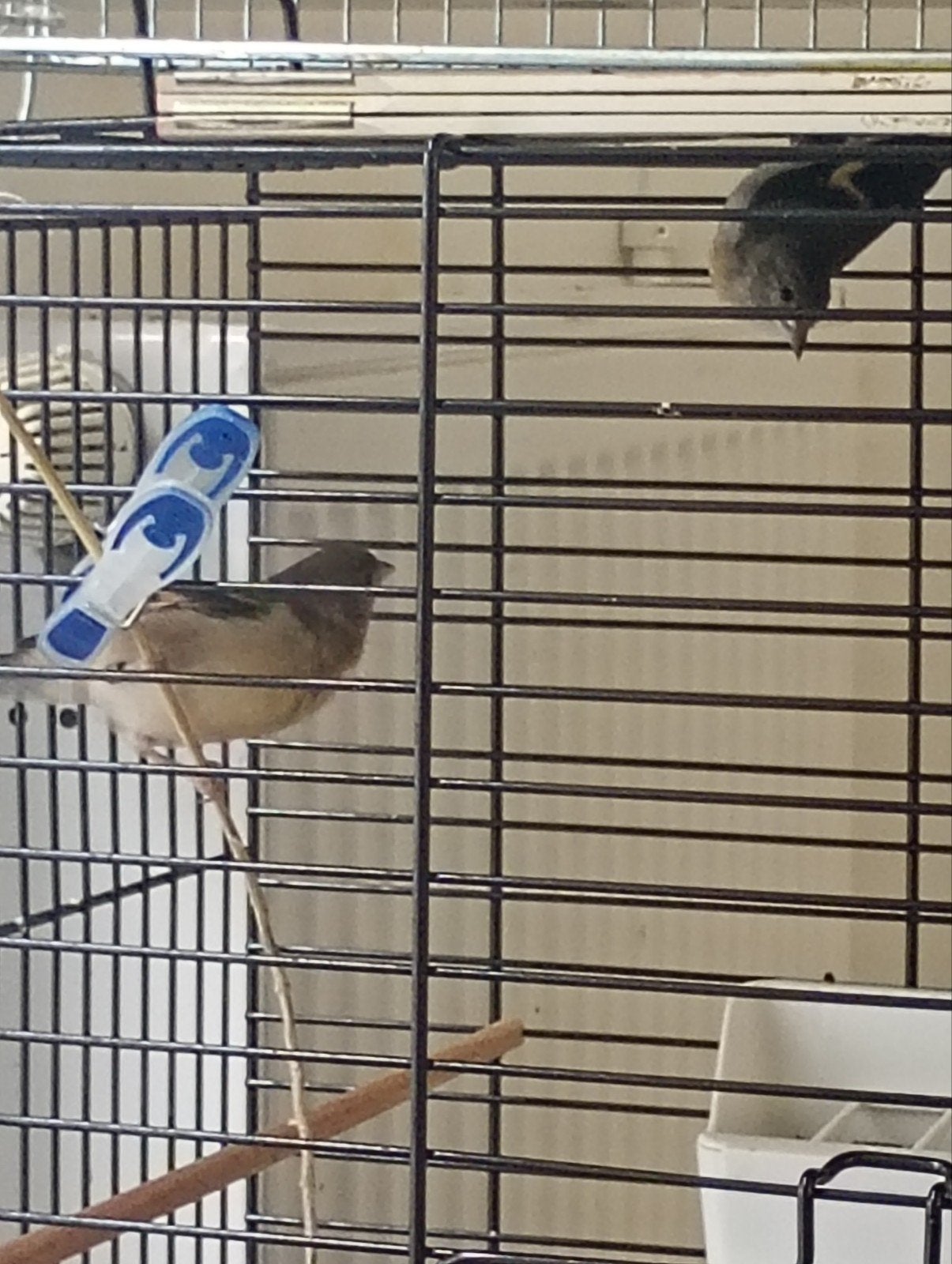 2 jeunes femelles tarins du Venezuela 2026, Dieren en Toebehoren, Vogels | Overige Vogels, Vrouwelijk, Tropenvogel, Geringd