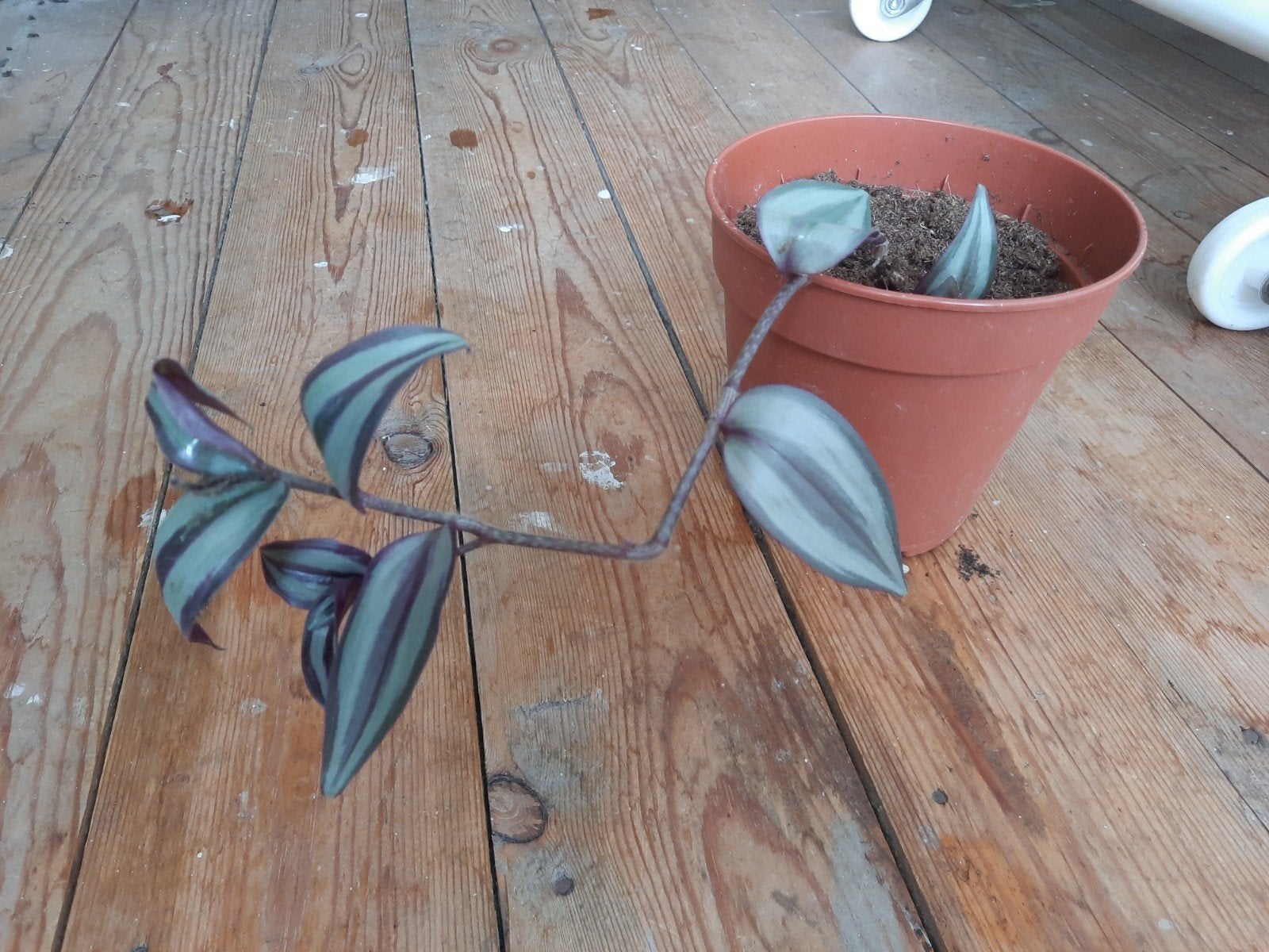 Découpe de la plante mère, Autres espèces, En pot, Enlèvement ou Envoi, Moins de 100 cm