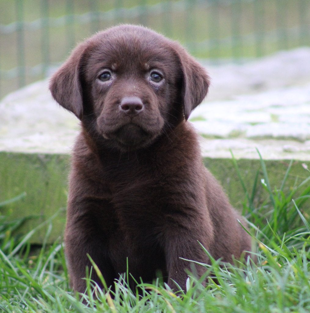 Chiots du Labrador, Maladie de Carré (chiens), Labrador retriever, Plusieurs, Belgique