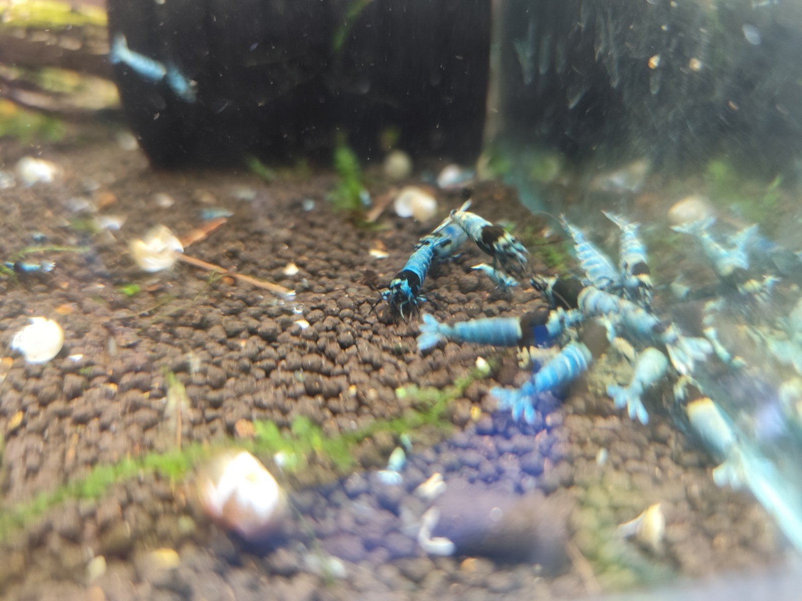 crevettes caridina mosura blue, Animaux & Accessoires, Enlèvement ou Envoi