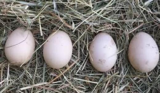 Cherche œufs à incuber de canard de barbarie, Canard