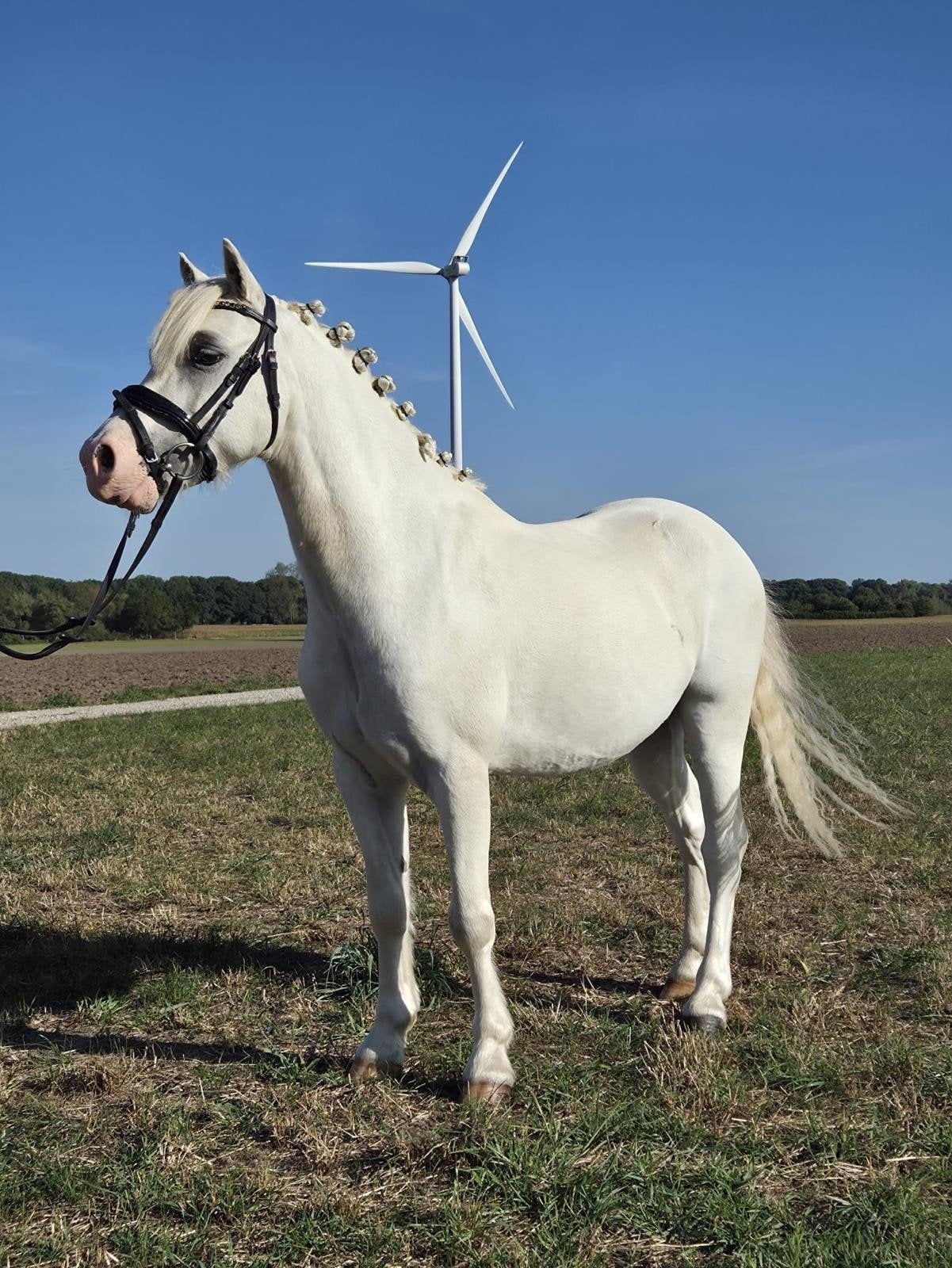 Magnifique poney B Bellisimo, Hongre