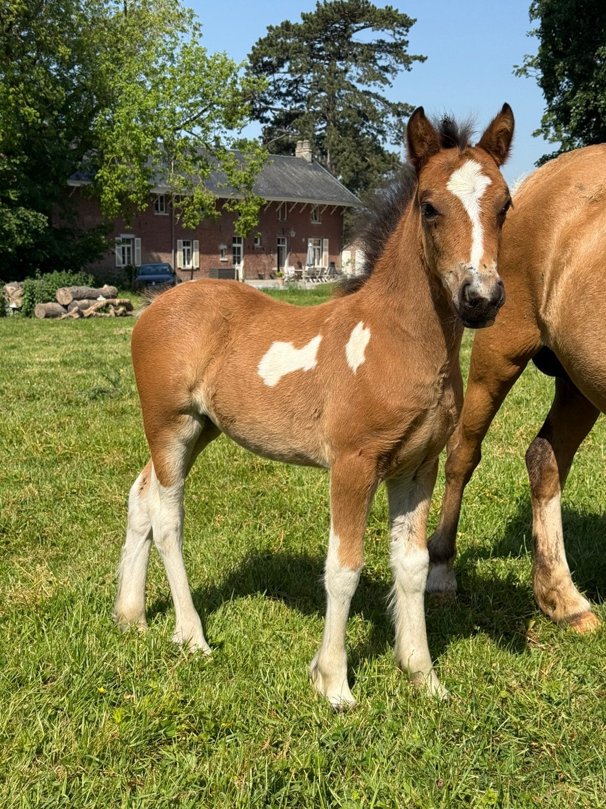 Pouliche welsh croiser irish cob a vendre, Dieren en Toebehoren, Paarden, Merrie, L, Minder dan 160 cm, 0 tot 2 jaar, Recreatiepaard