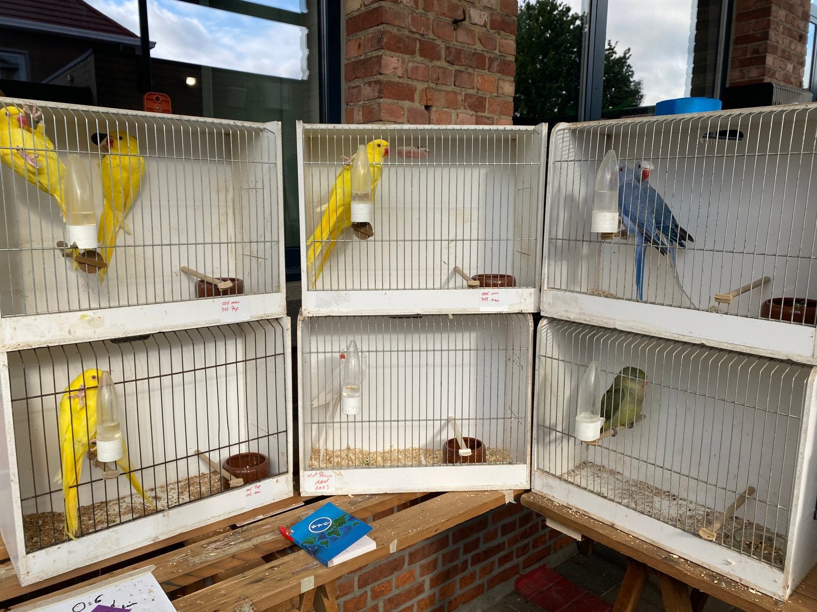Halsbanden , princes , barraband en pruimkoppen, Dieren en Toebehoren, Vogels | Parkieten en Papegaaien, Meerdere dieren