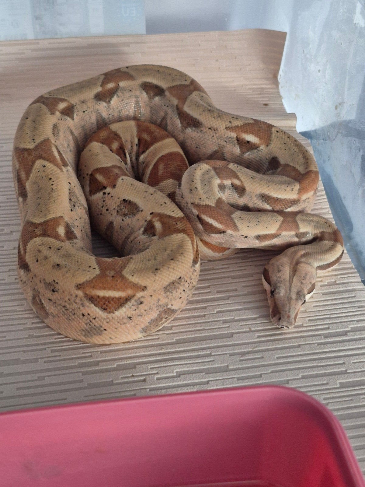 hypo 100% het vpi snowglow vrouw van 1 meter 20 groot, Dieren en Toebehoren, Reptielen en Amfibieën