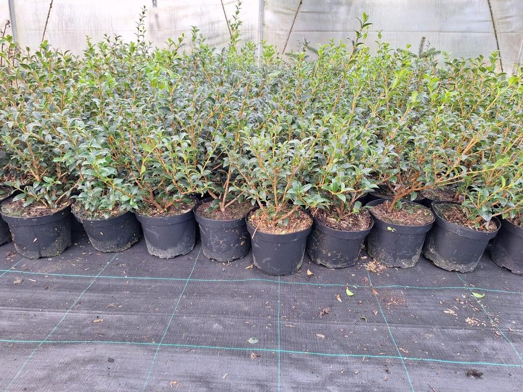 ‼️osmanthus Burkwoodii aan stuntprijzen ‼️, Enlèvement, Taxus