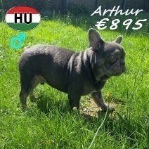 Arthur, Bouledogue Français mâle - à vendre, 15 semaines à 1 an, Chien (mâle), Autres races, Un chien