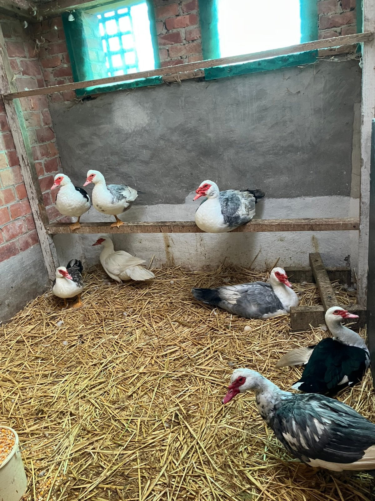 Eenden, Dieren en Toebehoren, Meerdere dieren, Eend