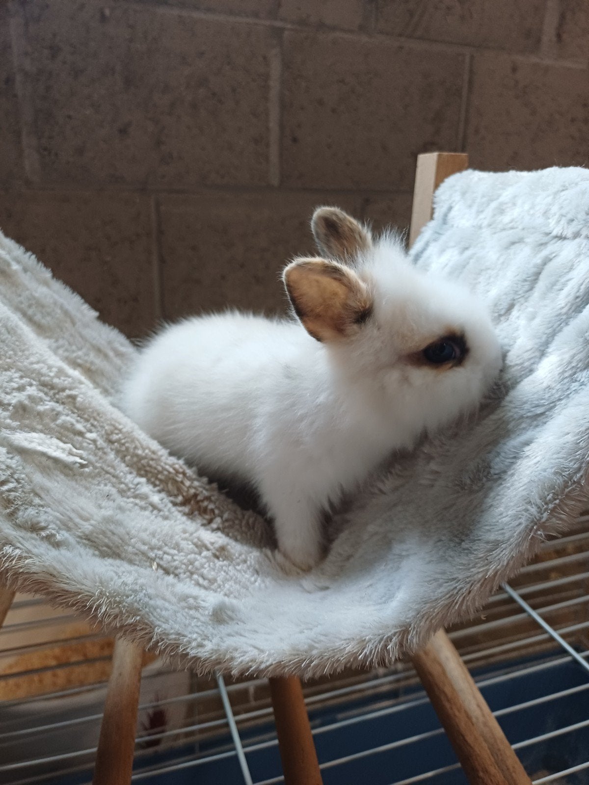 Tam leeuwenkopje, Animaux & Accessoires, Lapins, Mâle, Nain, 0 à 2 ans