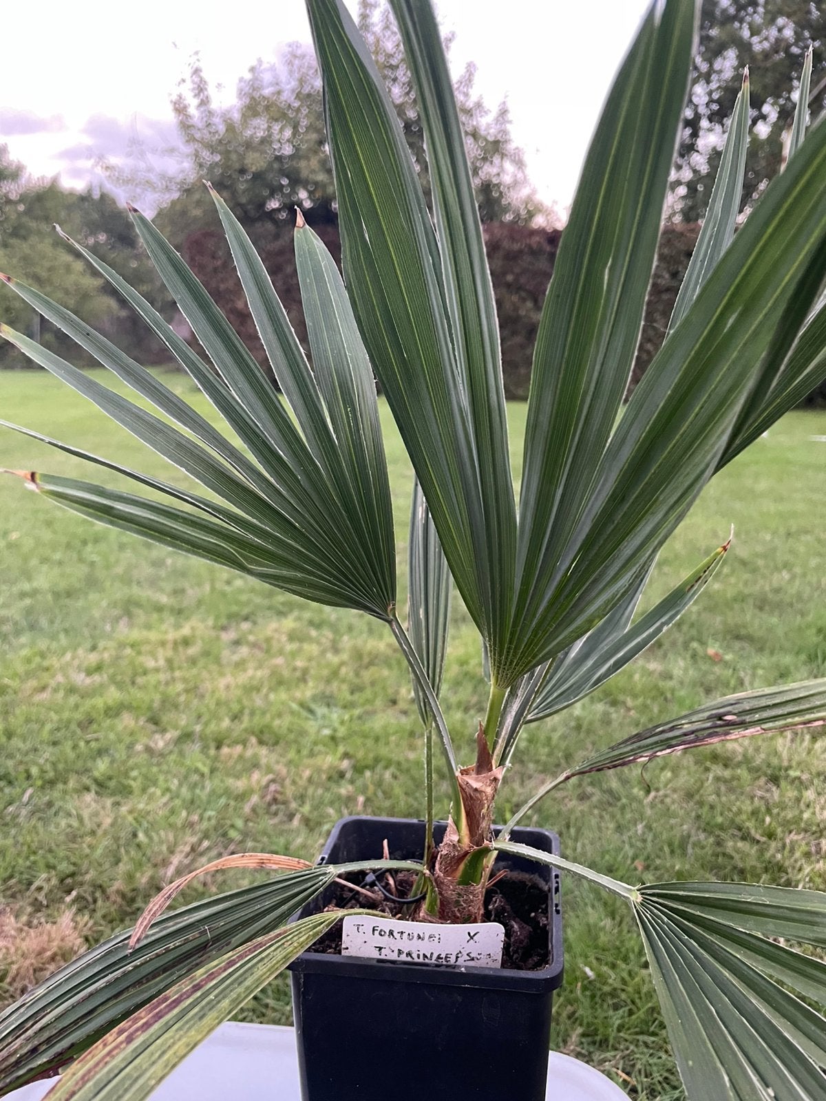 Te koop : T. fortunei x T. princeps hybride palm., Ophalen