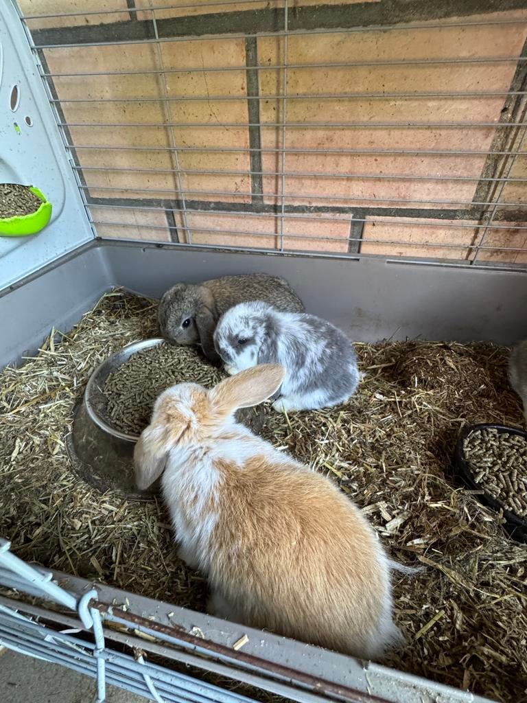 Mini lop  zeer tamme konijntje