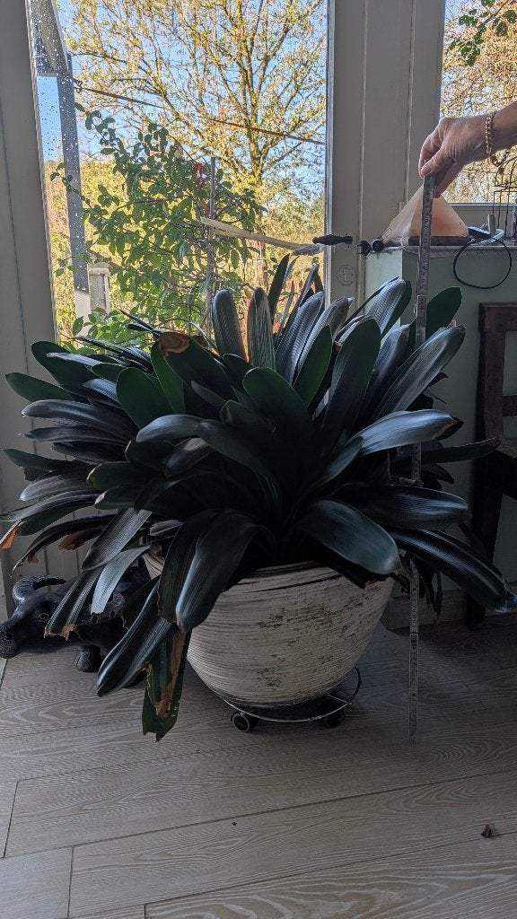 A vendre magnifique Clivia, Maison & Meubles, Autres espèces, En pot, Moins de 100 cm, Enlèvement