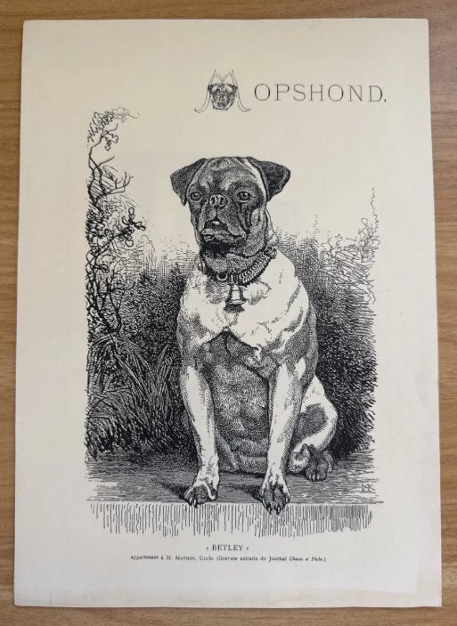 Mopshond — 3 prenten, reprints naar 19e-eeuwse originelen, 30 cm, 1950 - 1999, Overige technieken, Ophalen of Verzenden