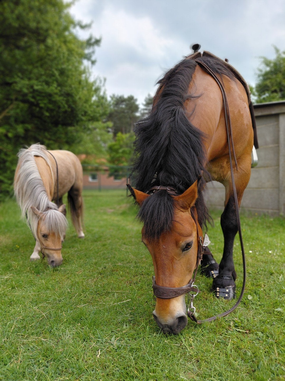 Verzorger (20+) gezocht voor lieve ruin van 1.50m