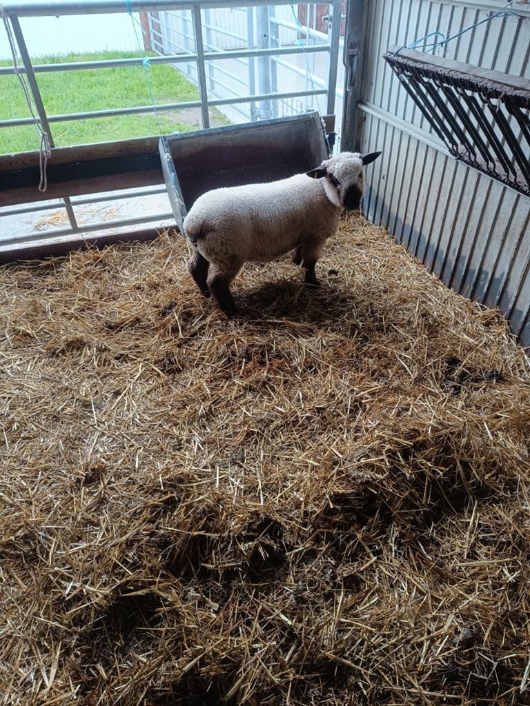 Schapen hamchirg bok, Dieren en Toebehoren, Schapen, Geiten en Varkens