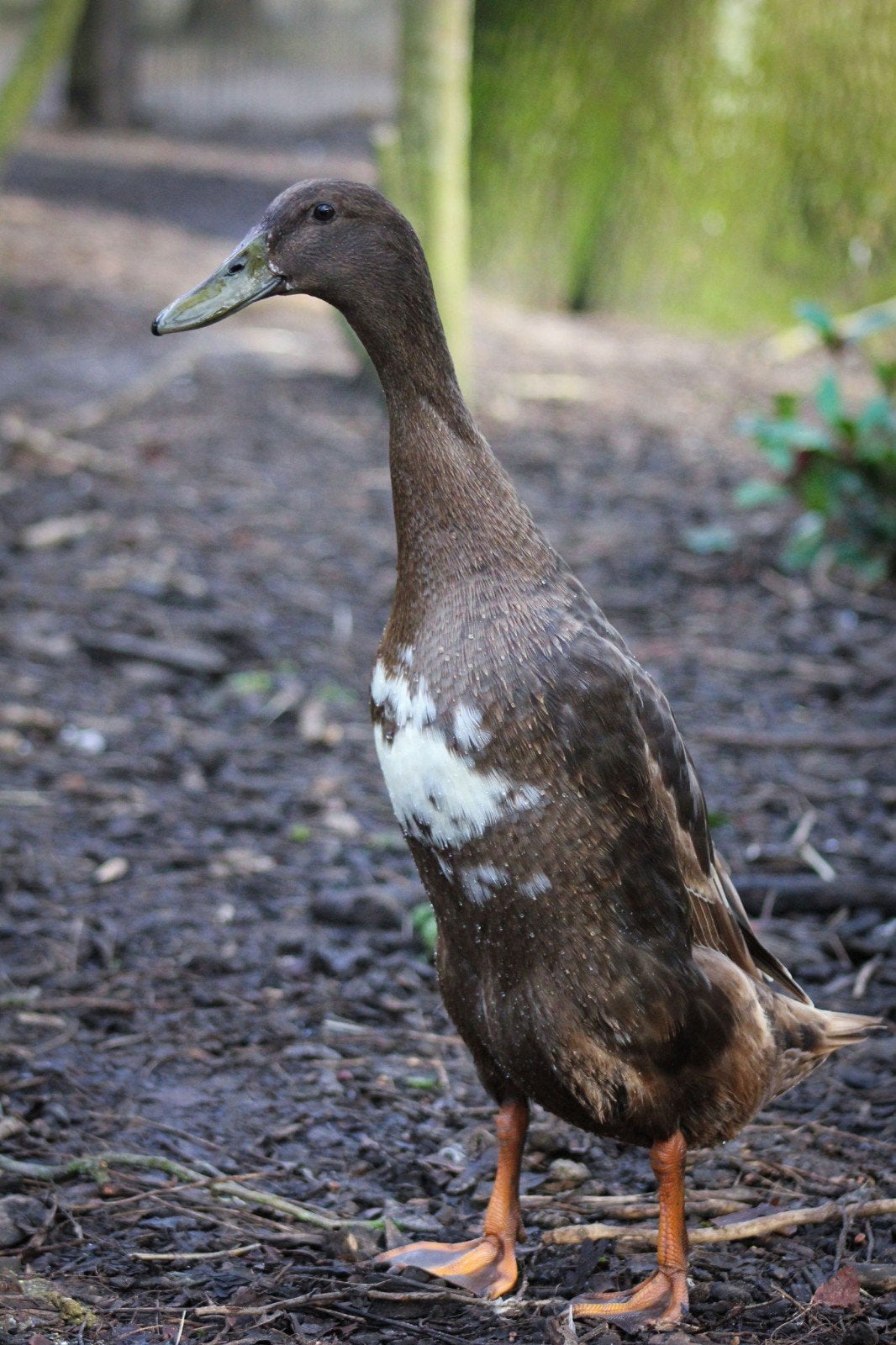 loopeenden woerden, Dieren en Toebehoren, Mannelijk, Eend