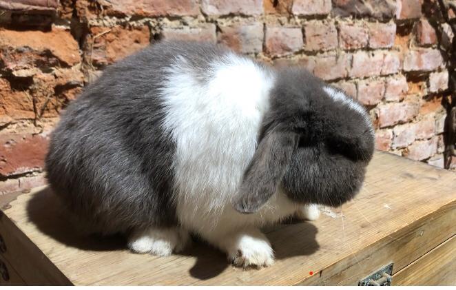 Minilopjes (wegens stopzetting), Dieren en Toebehoren, Konijnen, Meerdere dieren, Dwerg, Hangoor, 0 tot 2 jaar
