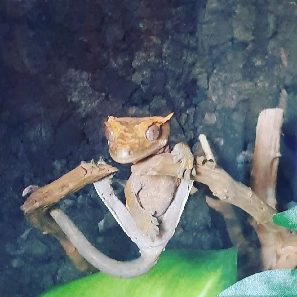 Wimpergekko's te koop