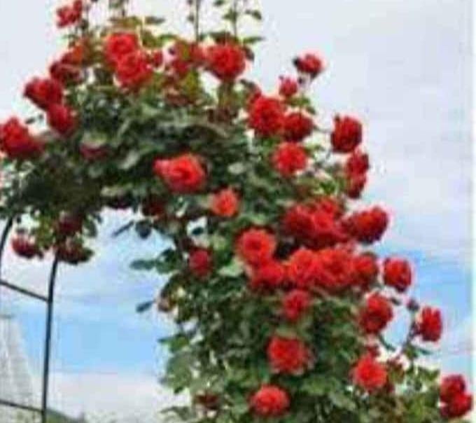 Rosier grimpant, Ophalen