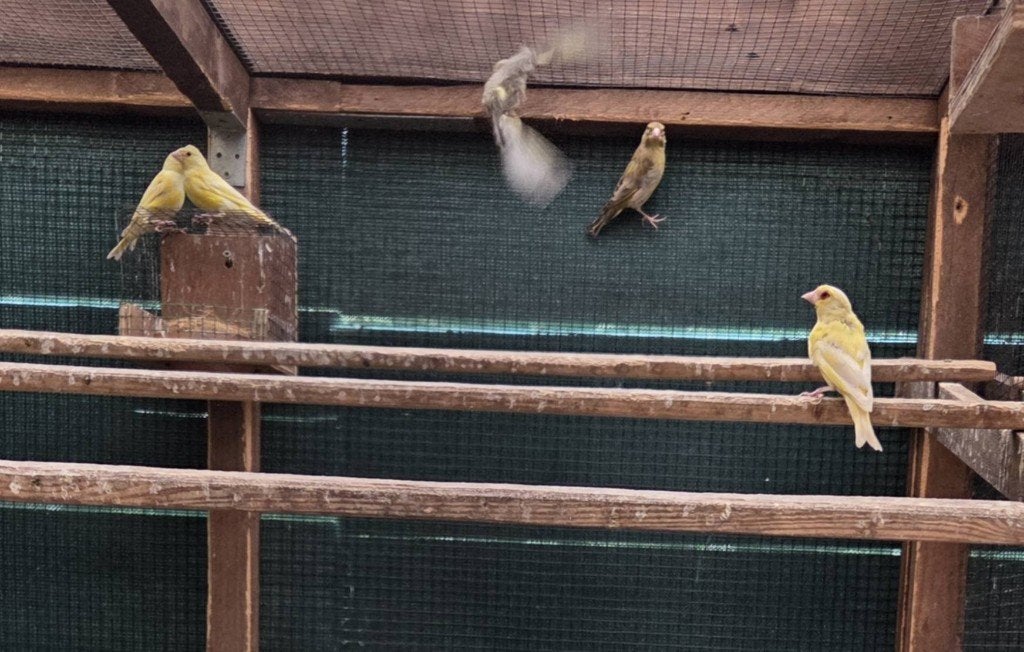 Groenling, Dieren en Toebehoren