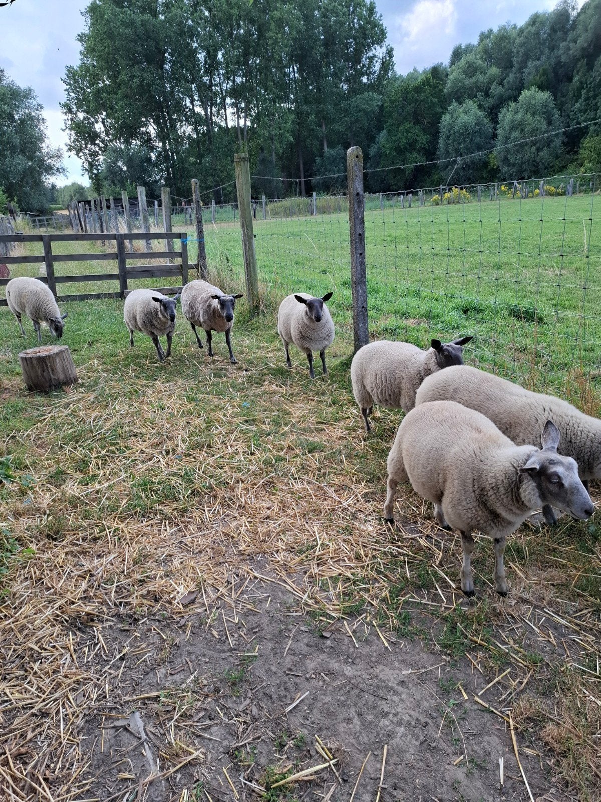 schaap, Dieren en Toebehoren, Meerdere dieren, Schaap, 0 tot 2 jaar