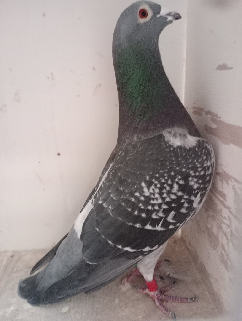 Un coq reproducteur ! ! ! 2022 ! ! !, Animaux & Accessoires, Mâle, Pigeon voyageur