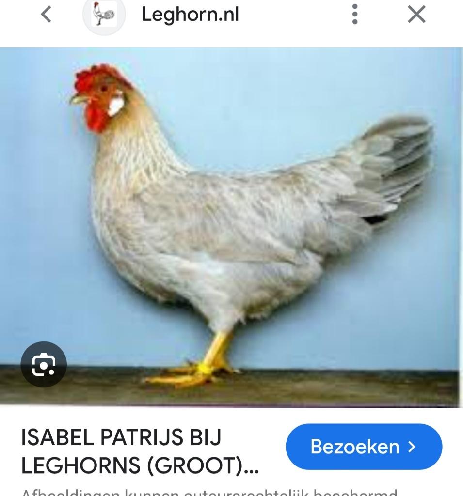 Broedeieren leghorn Isabel patrijs, Dieren en Toebehoren, Pluimvee, Geslacht onbekend, Kip