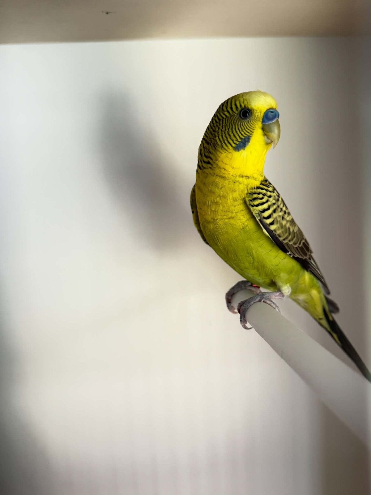 Cherche perruche BFBW, Plusieurs animaux, Perruche, Bagué
