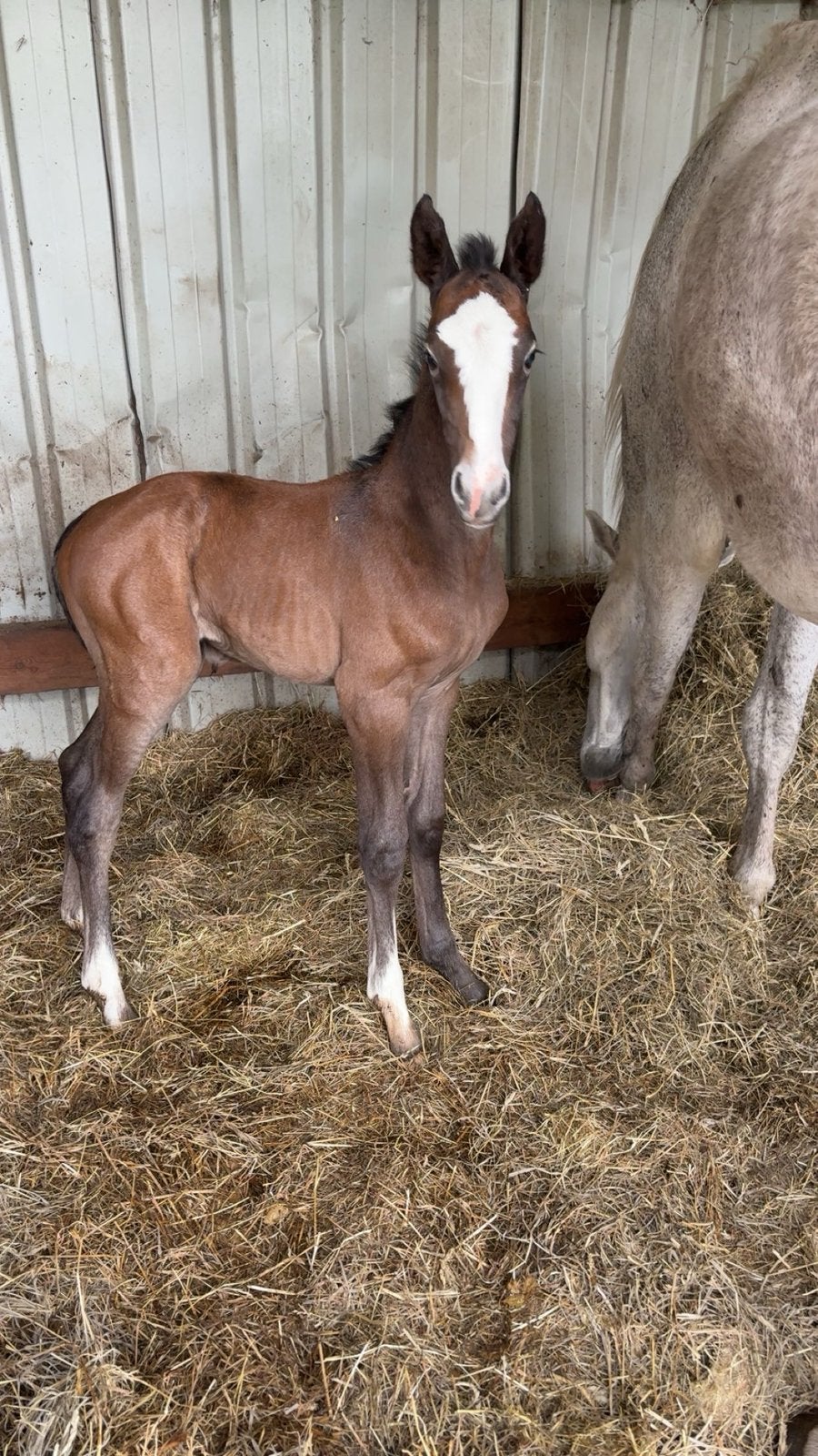 Allroad 2000z x horion de libersart/ merrieveulen, Dieren en Toebehoren, Paarden, Merrie, Onbeleerd, Springpaard, 0 tot 2 jaar