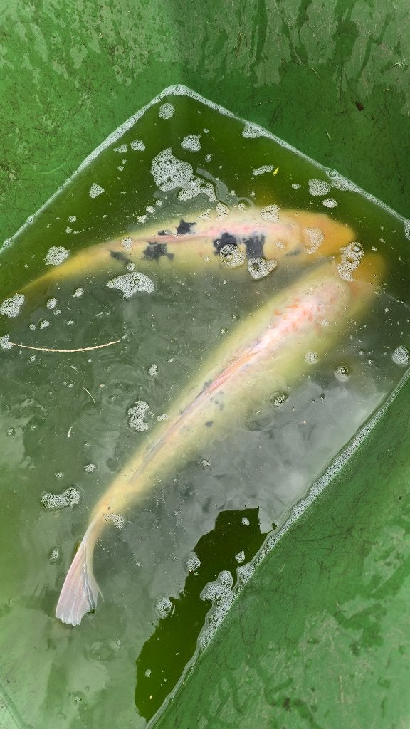 Koi karpers, Tuin en Terras, Ophalen