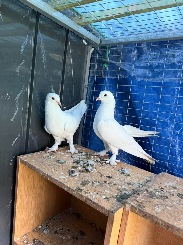 Turkish takla 2 wite duiven, Dieren en Toebehoren