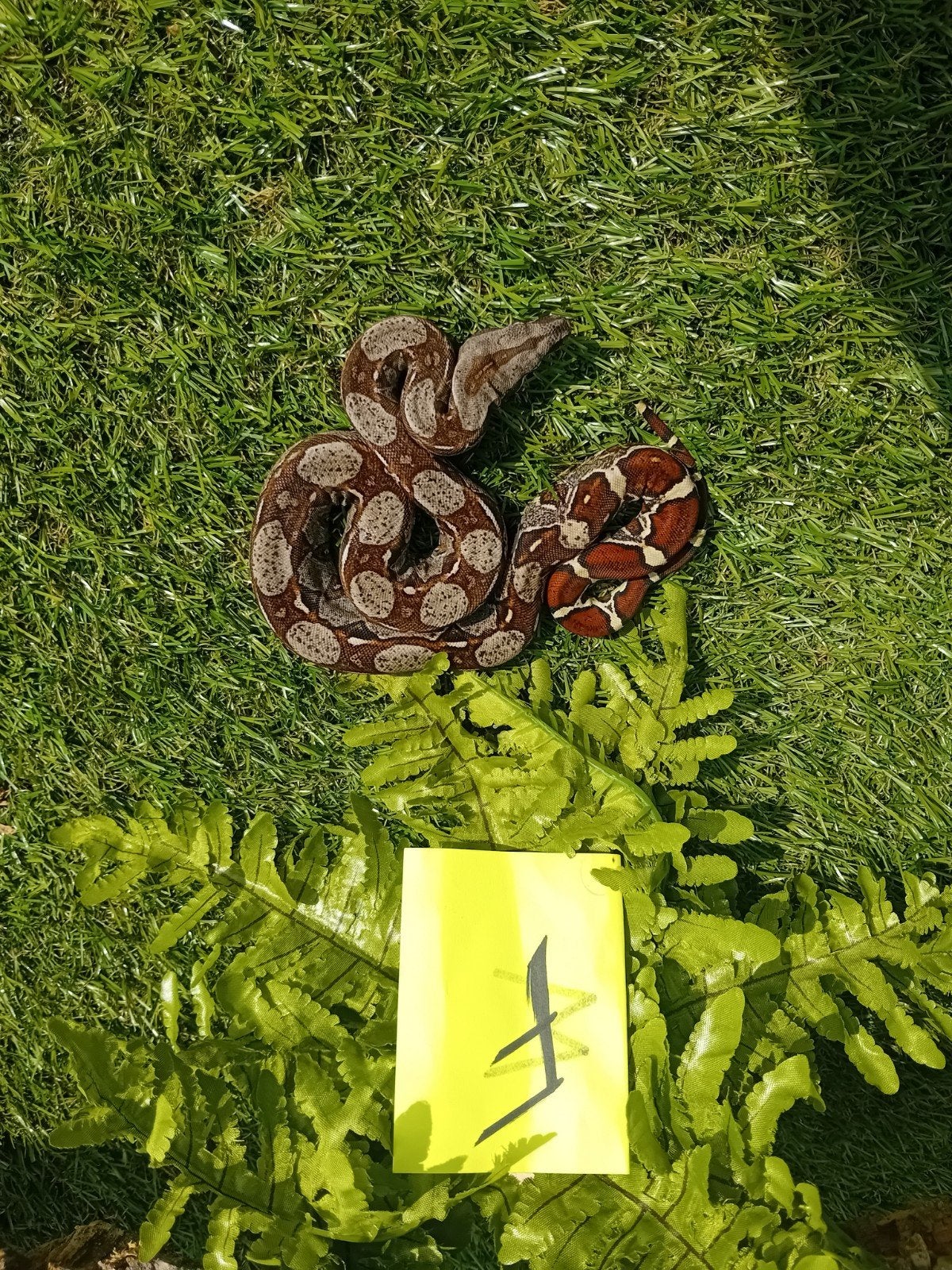 8 jonge boa constrictor imperator vrouwtjes, Animaux & Accessoires, Serpent, Domestique, 0 à 2 ans