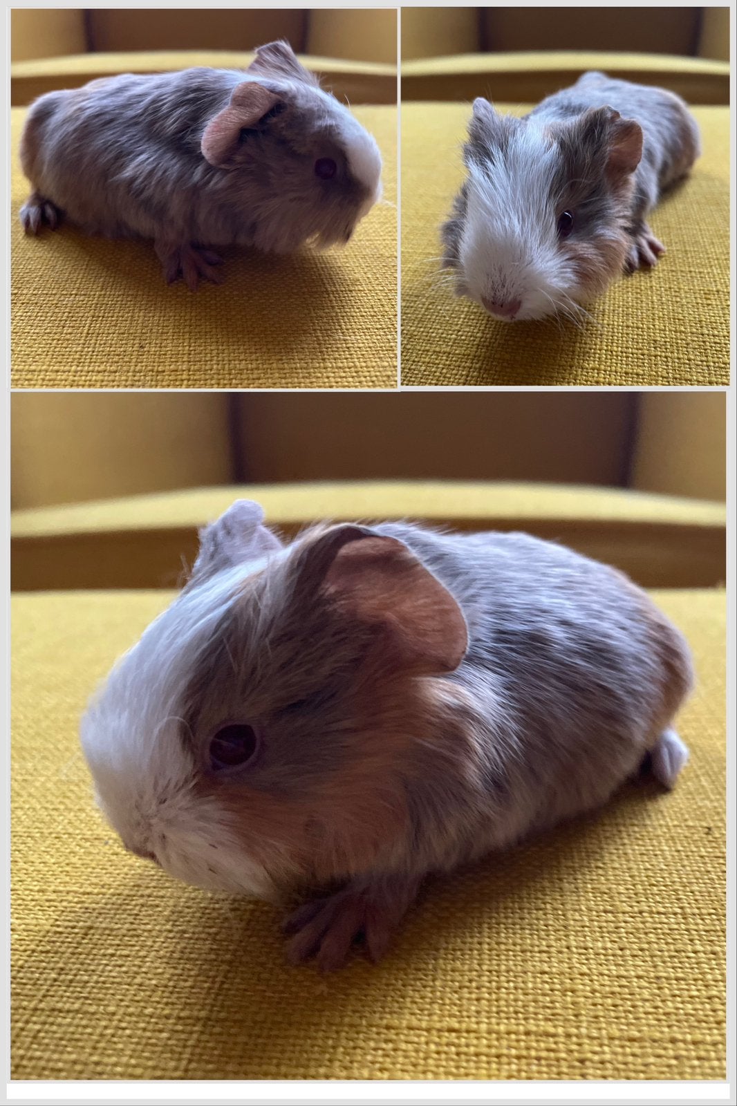 Cavia vrouwtjes, Dieren en Toebehoren, Cavia, Vrouwelijk, Tam, Oktober
