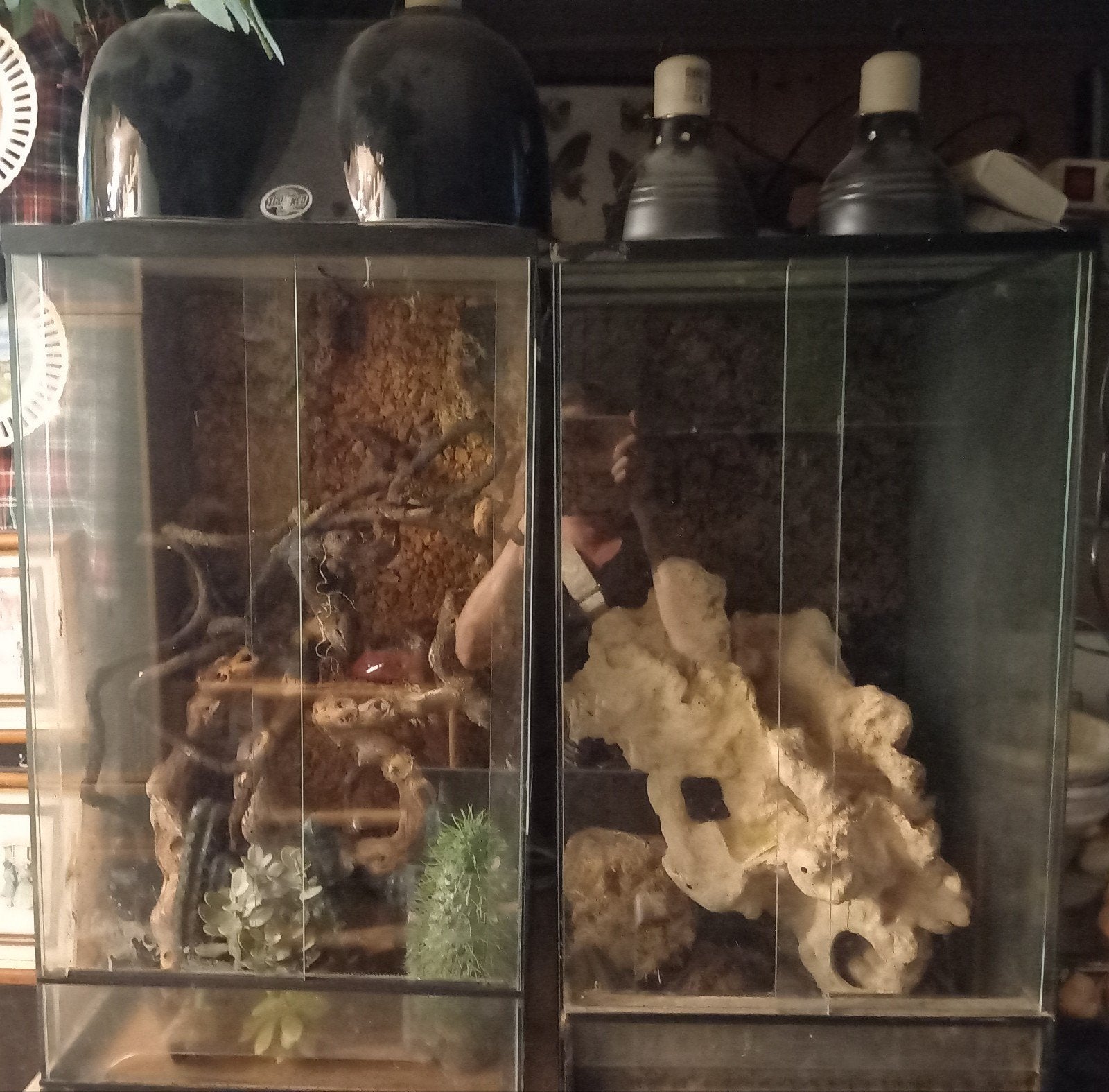 2 terrariums + warmtelampen +alle toebehoren, Ophalen, Gebruikt, Terrarium of Paludarium