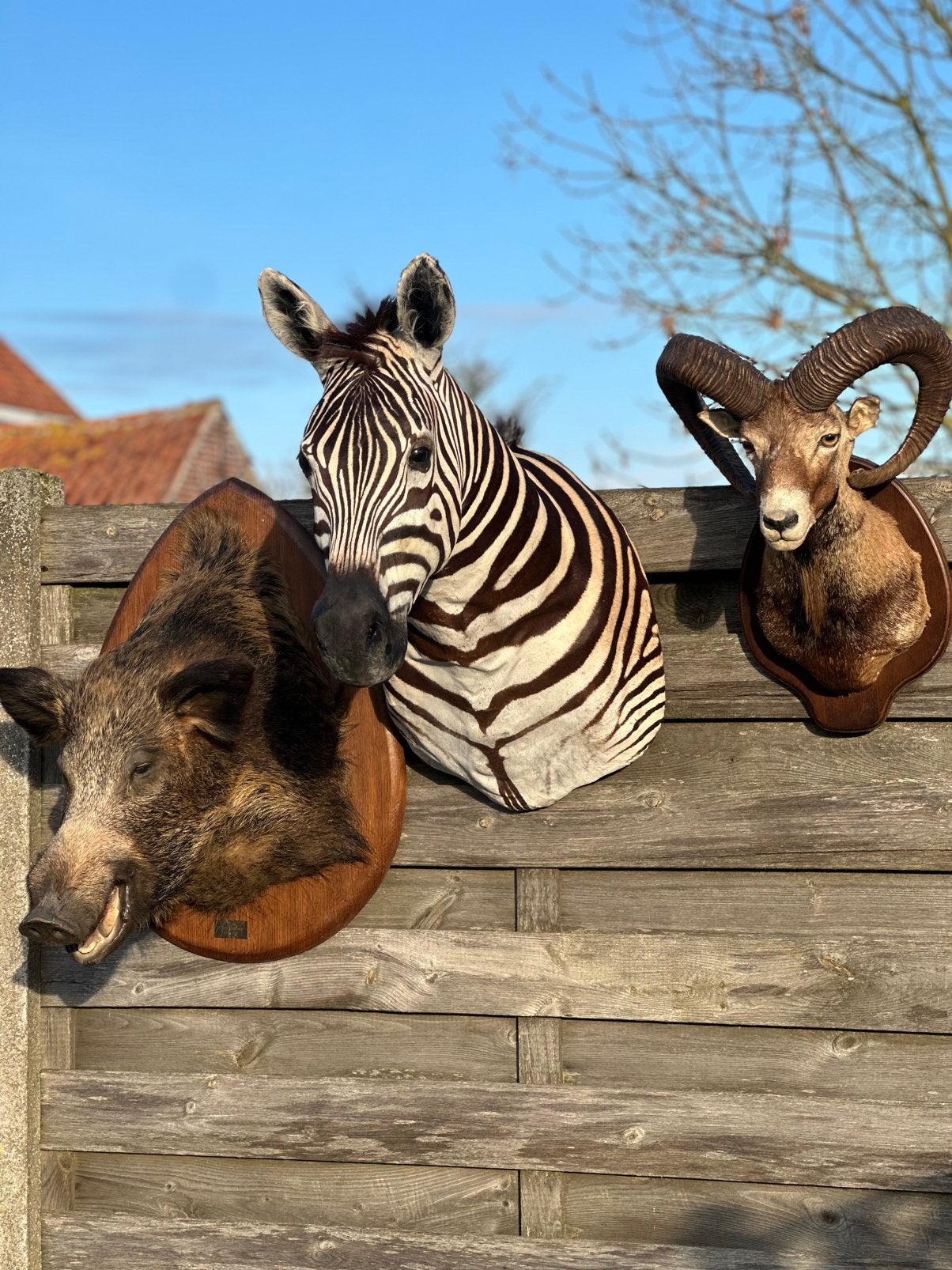 Jacht trofee dieren opgezette te koop, Enlèvement