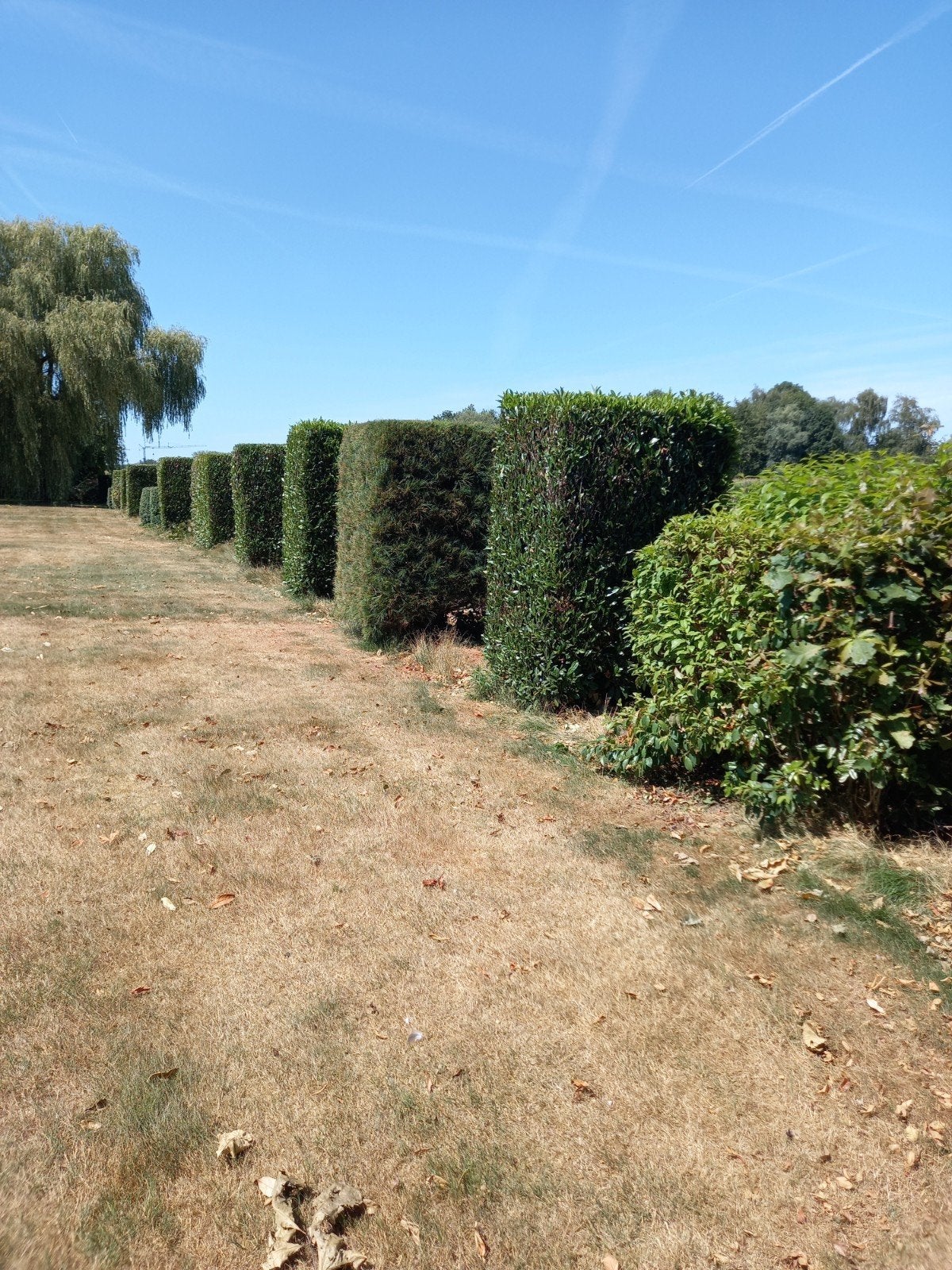 Grote struiken dit najaar uit te doen, Jardin & Terrasse, Enlèvement, Autres espèces
