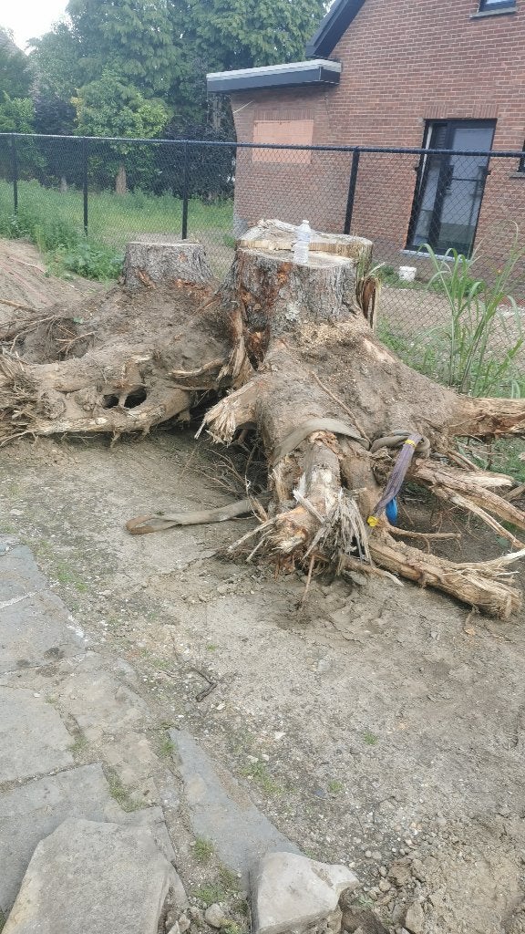 Boomstronk, Tuin en Terras, Brandhout, Ophalen, Stammen