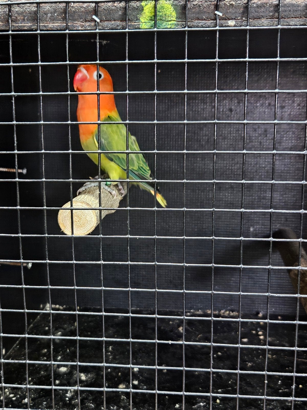 agapornis fischeri, Dieren en Toebehoren, Geslacht onbekend, Dwergpapegaai of Agapornis, Geringd