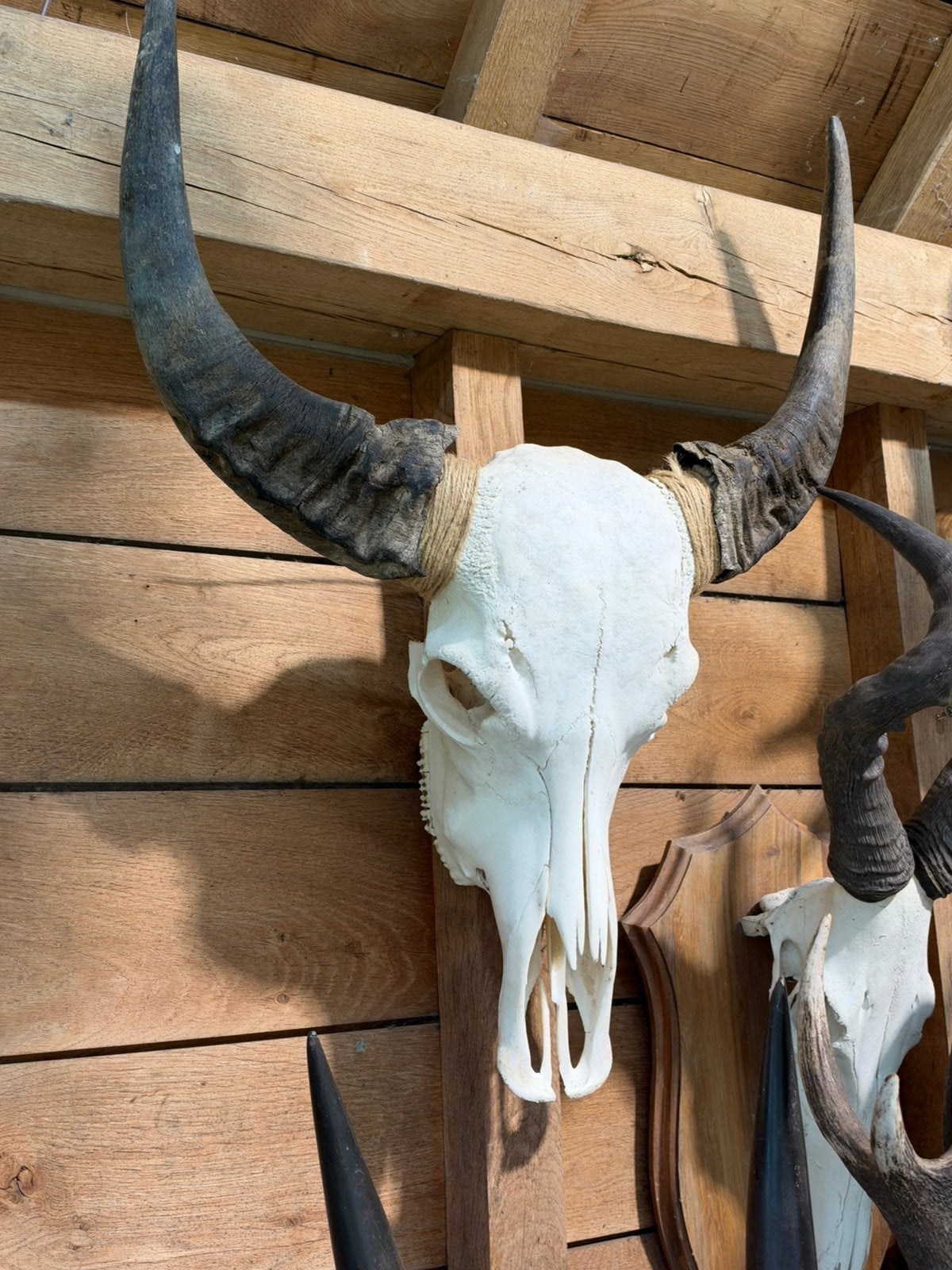 Schedel buffel, Ophalen