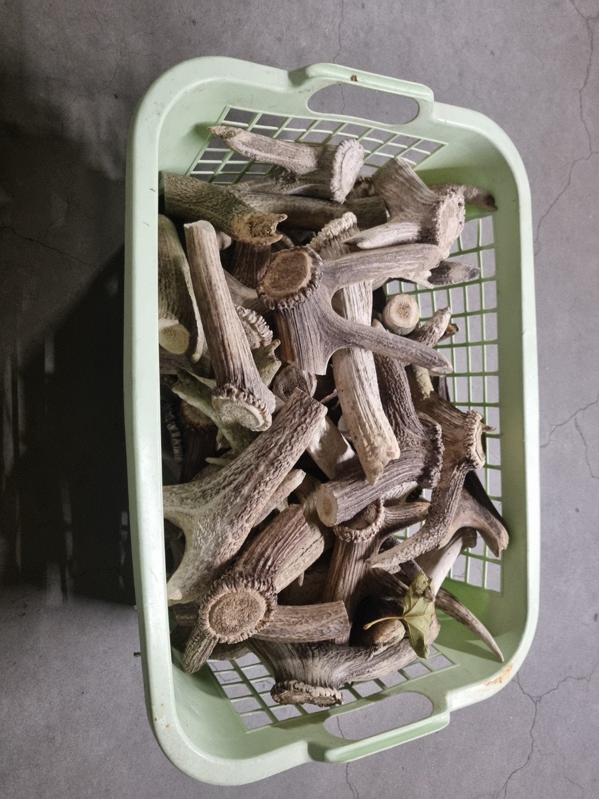 Edelhert honden snoepjes, Ophalen